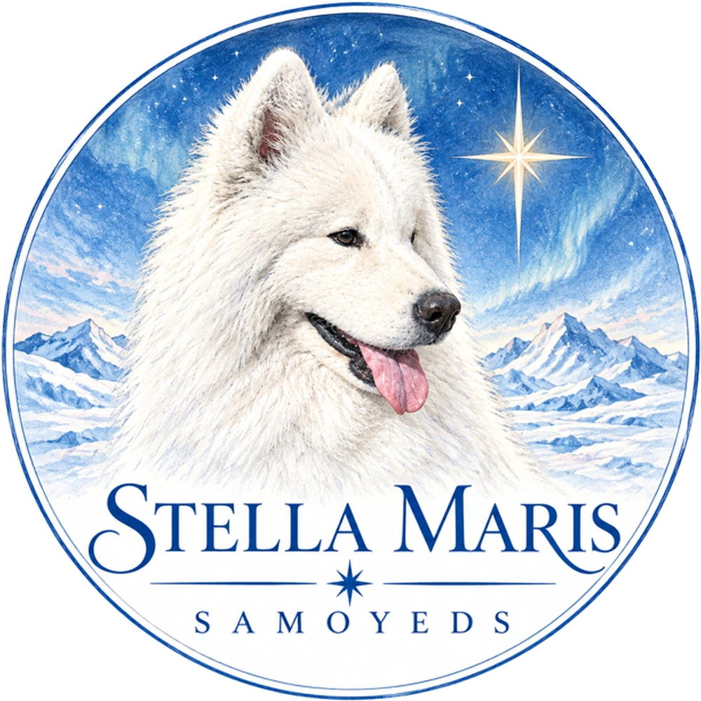 Stella Maris Samoyeds crest: a gold compass-rose star above a Samoyed, ringed by the kennel name.