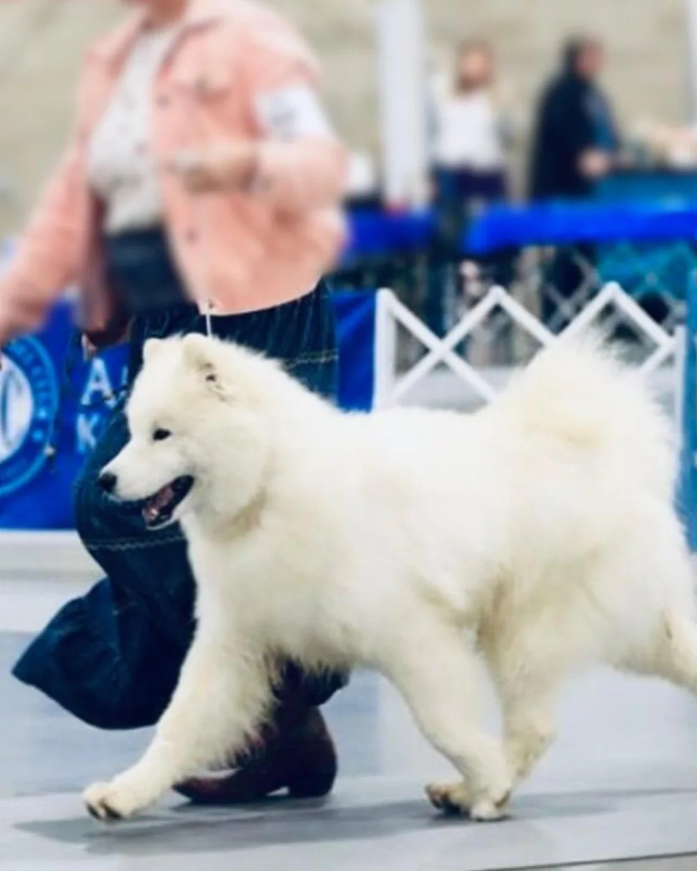 Sam gaiting around the ring at an AKC conformation show, moving at a trot on a loose lead.